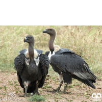 گونه دال پشت سفید White-rumped Vulture